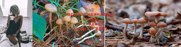 прущая мука Осташков