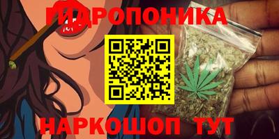 дмт Аргун