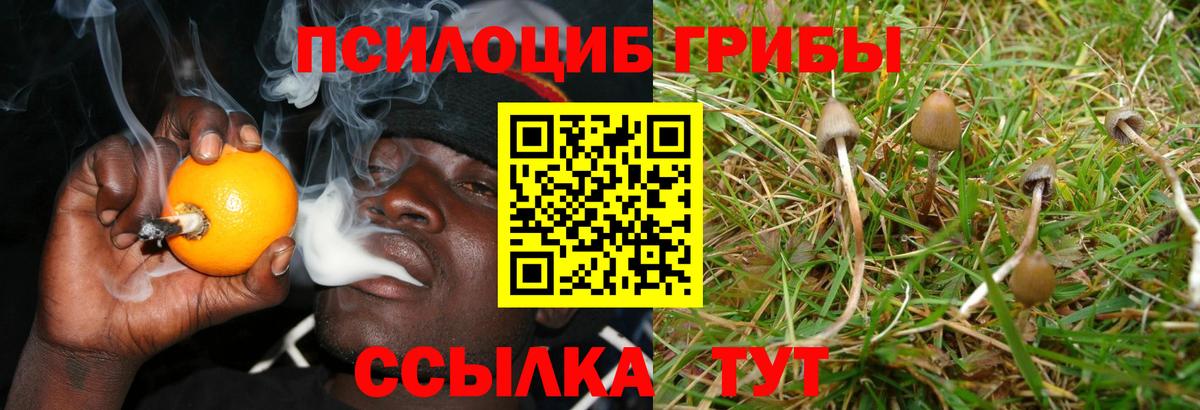 закладка  Галлюциногенные грибы ЛСД  Вход с VPN  Богданович  Галлюциногенные грибы Psilocybe 