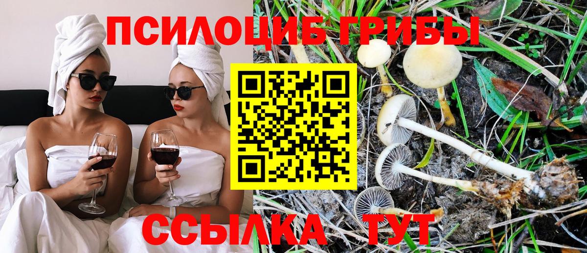 Галлюциногенные грибы Psilocybe Богданович